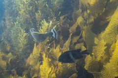 Meuschenia freycineti