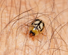 Peltoschema hamadryas