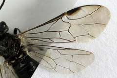 Dolerus picipes