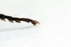 Dolerus picipes