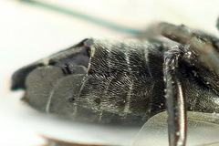 Dolerus picipes