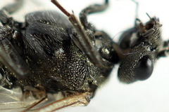 Dolerus picipes
