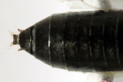 Dolerus picipes