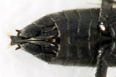 Dolerus picipes