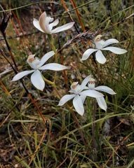 Caladenia dimorpha