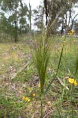 Austrostipa mollis