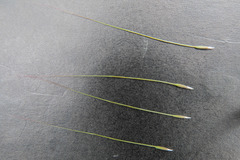 Austrostipa mollis