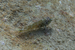 Enneapterygius atrogulare
