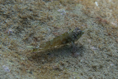 Enneapterygius atrogulare