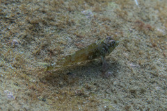 Enneapterygius atrogulare