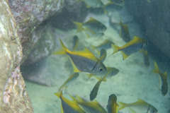 Schuettea scalaripinnis