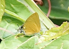 Pseudotajuria donatana