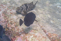 Prionurus microlepidotus