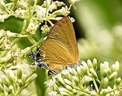 Pseudotajuria donatana