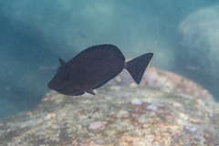 Prionurus maculatus