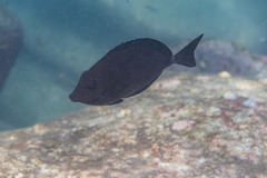 Prionurus maculatus