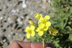 Diplotaxis tenuifolia
