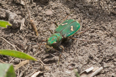 Cicindela ohlone