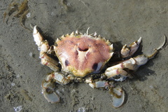 Ovalipes trimaculatus