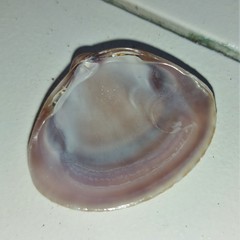 Mactra stultorum