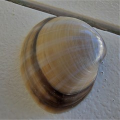 Mactra stultorum