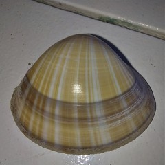 Mactra stultorum