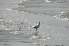 Chroicocephalus maculipennis