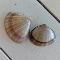 Mactra stultorum