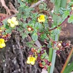 Chaetolepis microphylla