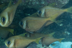 Pempheris compressa