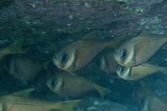 Pempheris compressa