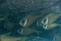 Pempheris compressa