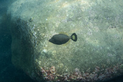 Meuschenia flavolineata