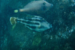 Meuschenia trachylepis