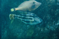 Meuschenia trachylepis