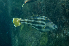 Meuschenia trachylepis