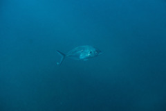 Pseudocaranx georgianus