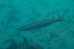 Dinolestes lewini