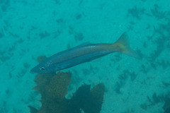 Dinolestes lewini