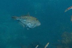 Scobinichthys granulatus