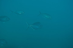 Pseudocaranx georgianus