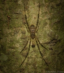 Janula bicornis