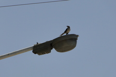 Mimus saturninus