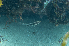 Eupetrichthys angustipes