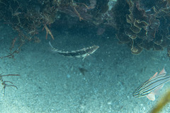 Eupetrichthys angustipes