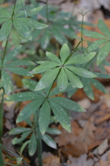 Galium odoratum