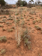 Eragrostis australasica