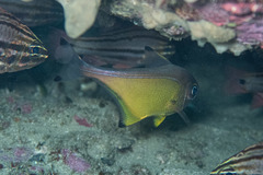 Pempheris affinis