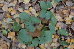 Asarum europaeum