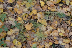 Equisetum pratense image